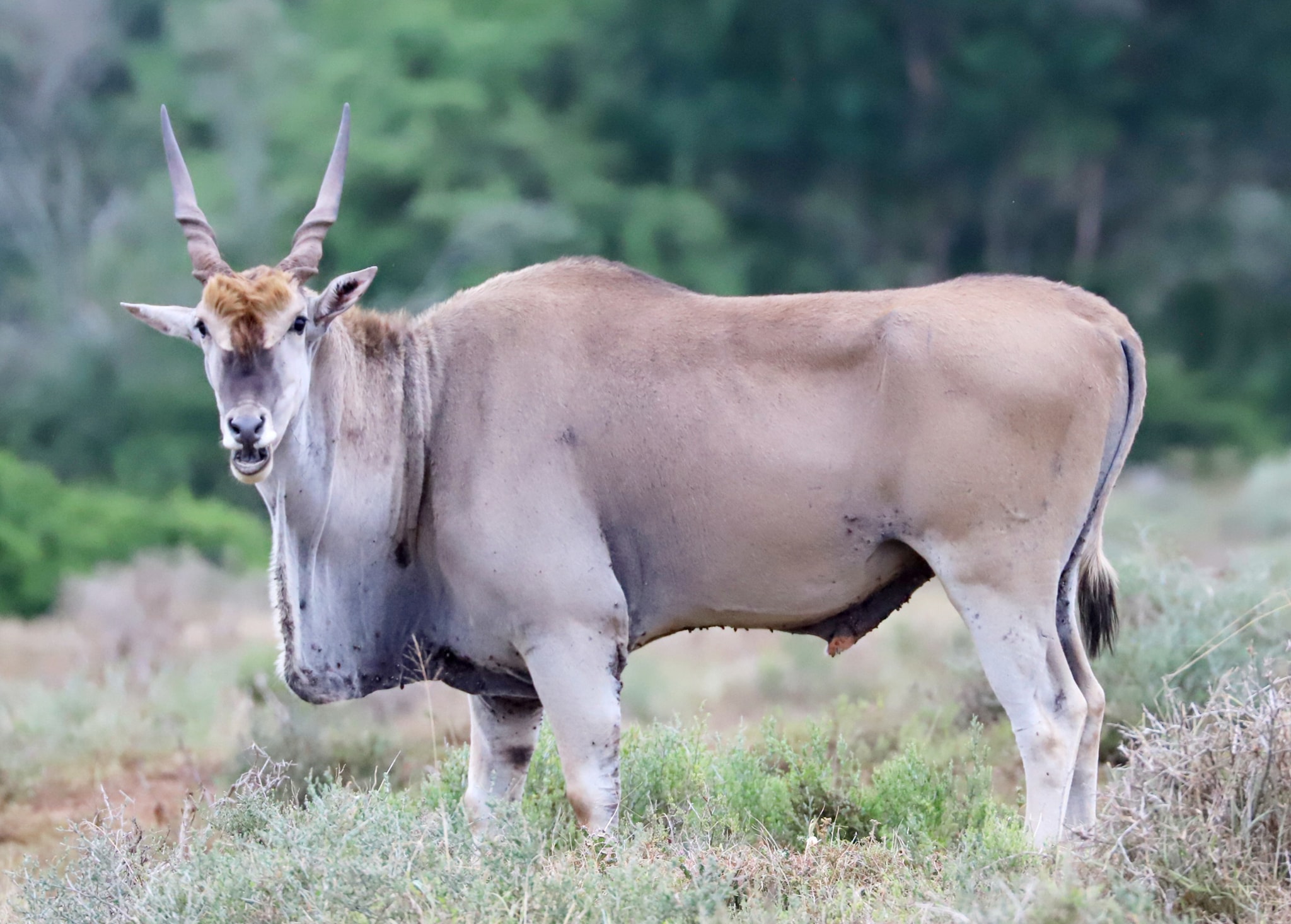 2021 Wildlife Photo Competition Gert Van Den Heever Eland