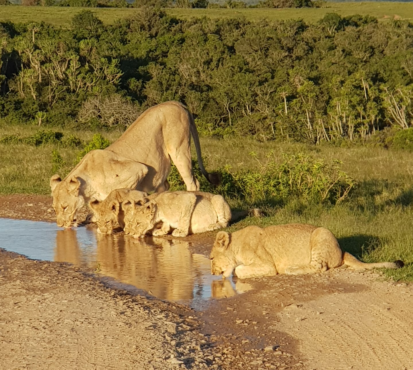 2021 Wildlife Photo Competition Lions at Kariega