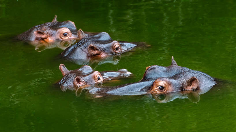 2021 Wildlife Photo Competition Gert Van Den Heever Eland