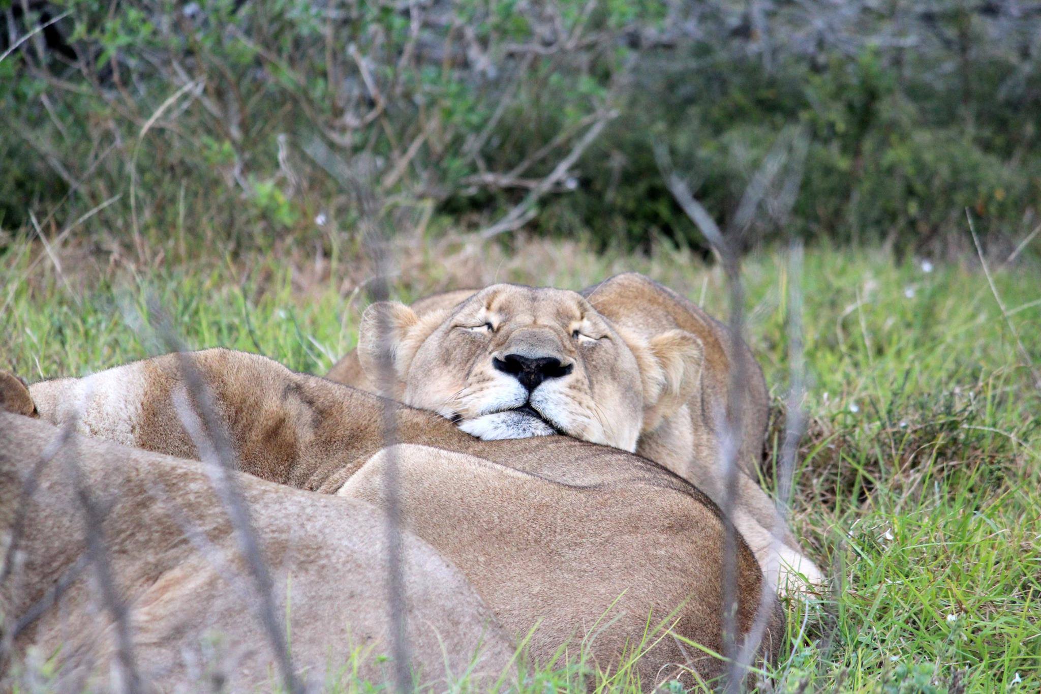 2021 Wildlife Photo Competition Lion at Kariega