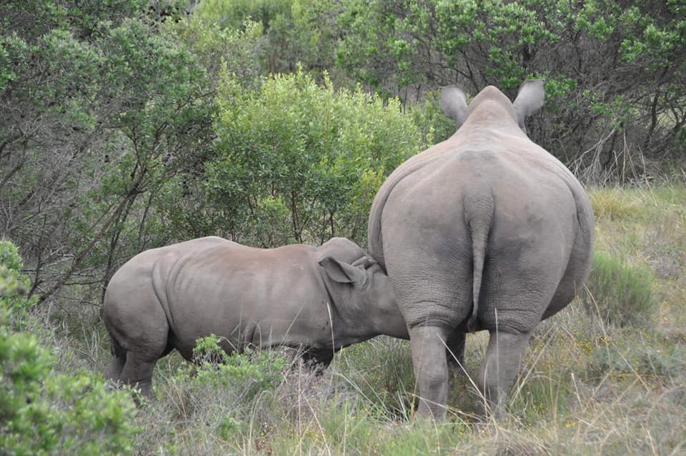 2021 Wildlife Photo Competition Rhino