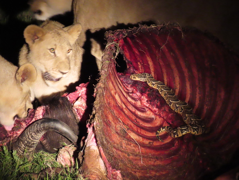 Unwelcome Puff Adder at Lion Kill