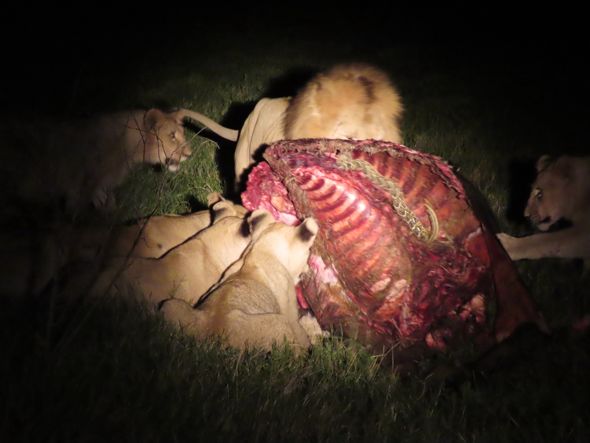 Unwelcome Puff Adder at Lion Kill