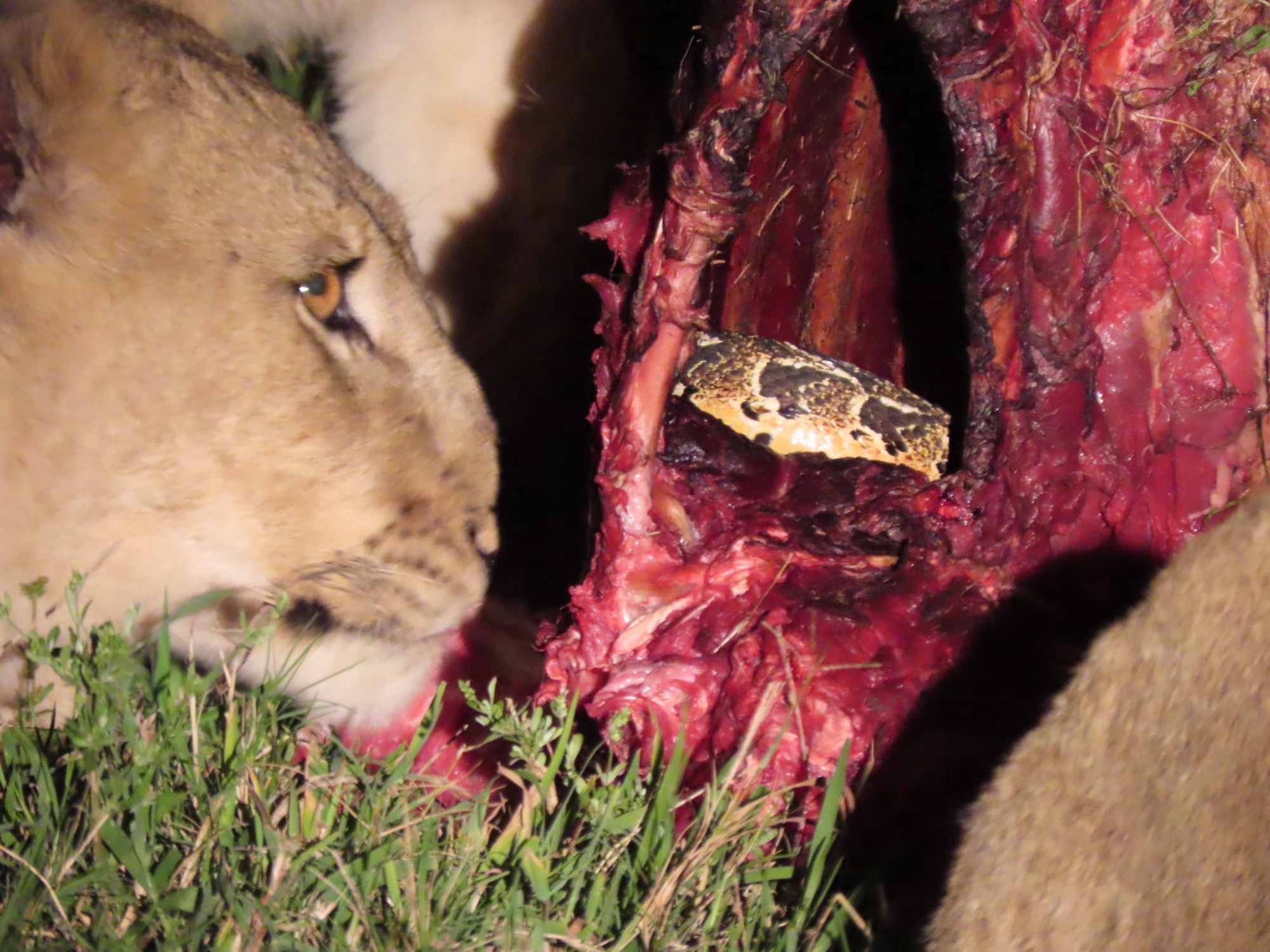 Unwelcome Puff Adder at Lion Kill