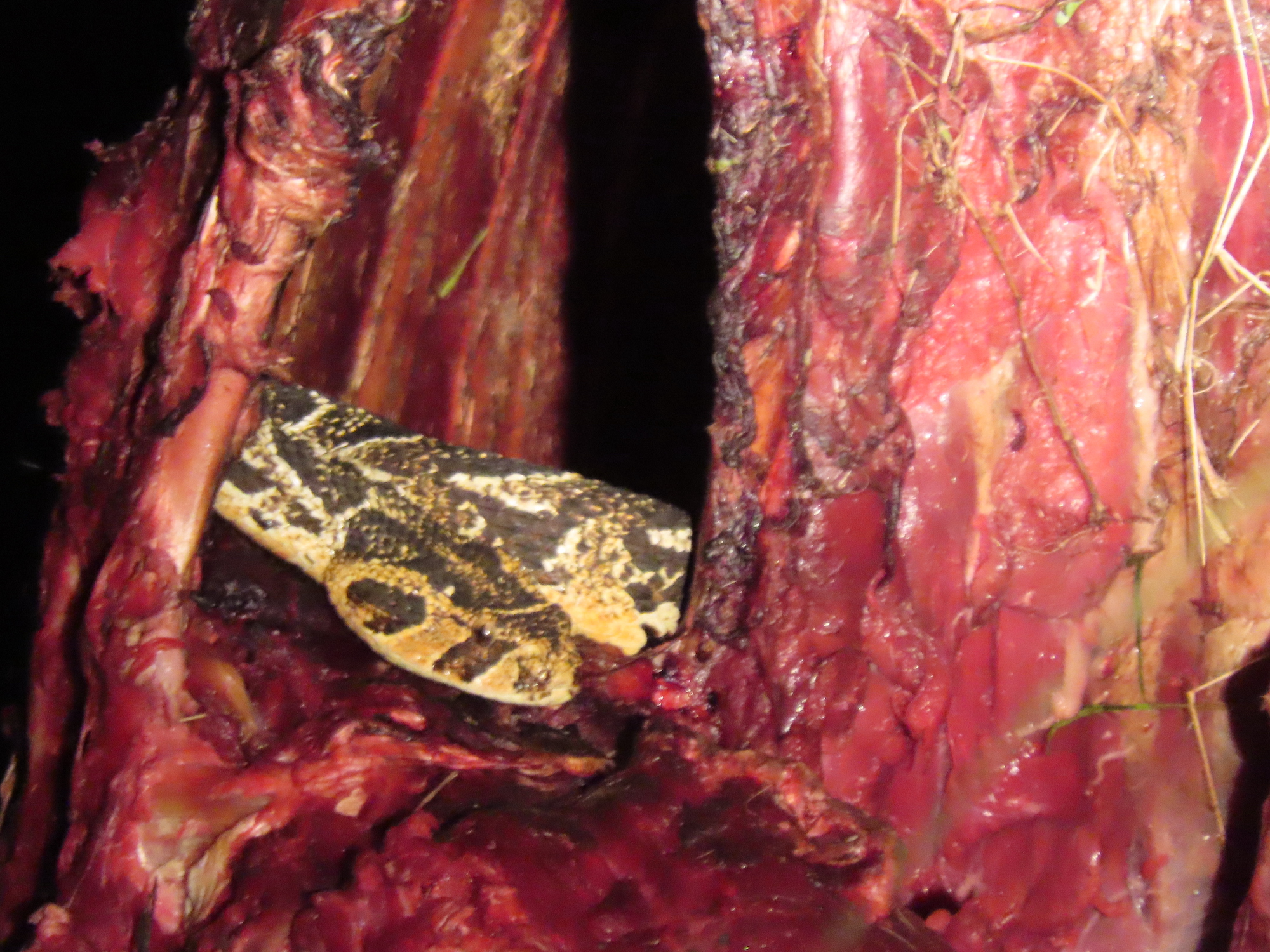 Unwelcome Puff Adder at Lion Kill