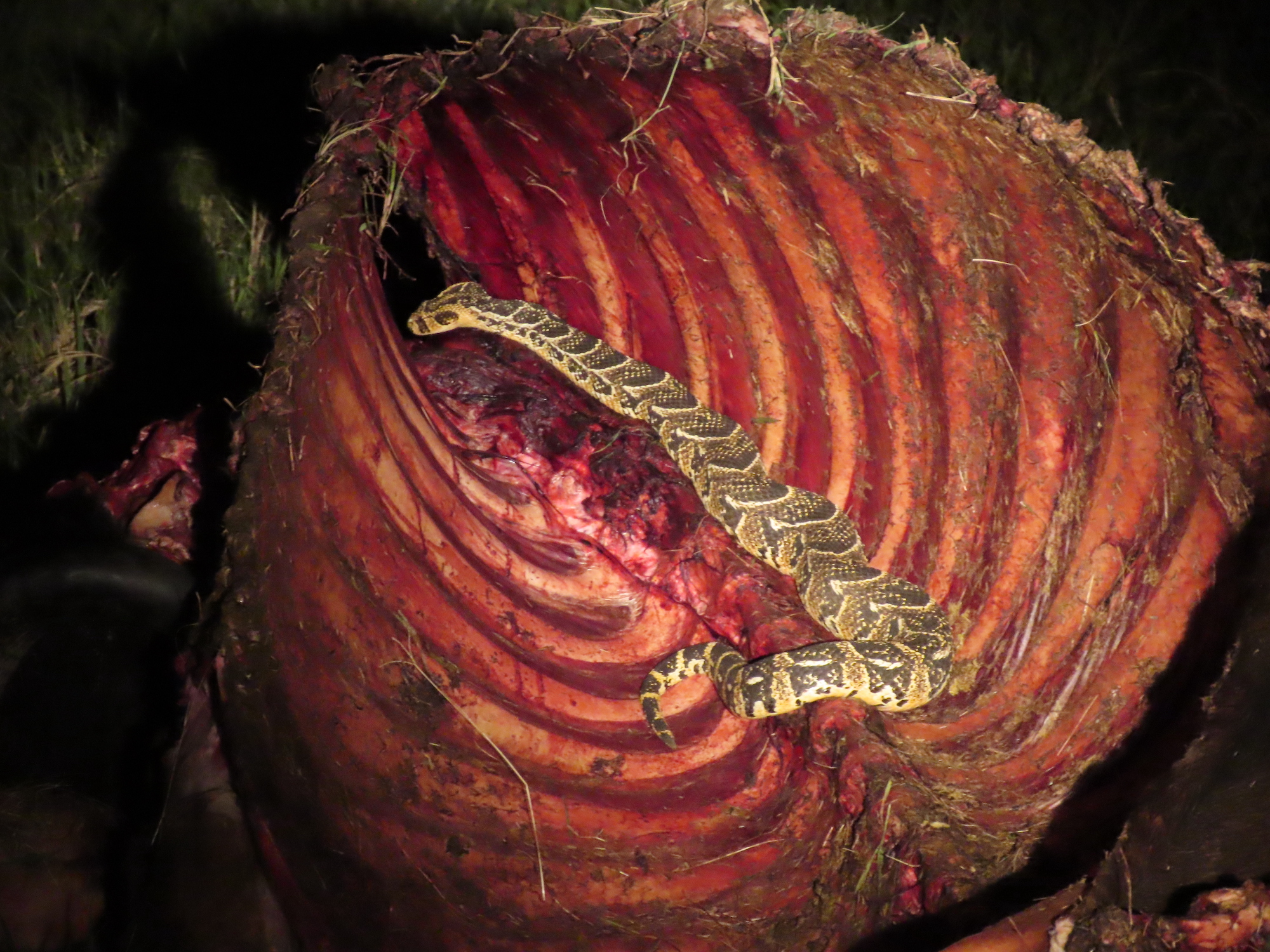 Unwelcome Puff Adder at Lion Kill