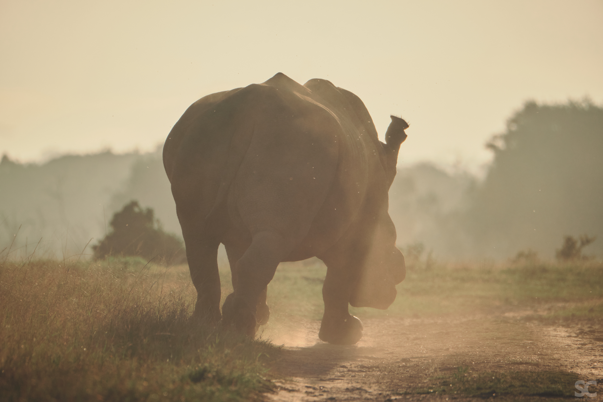South African Safari Holiday Rhino