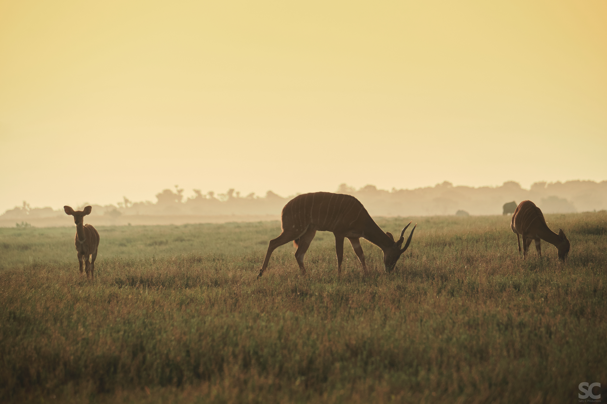 South African Safari Holiday Sunset Antelope