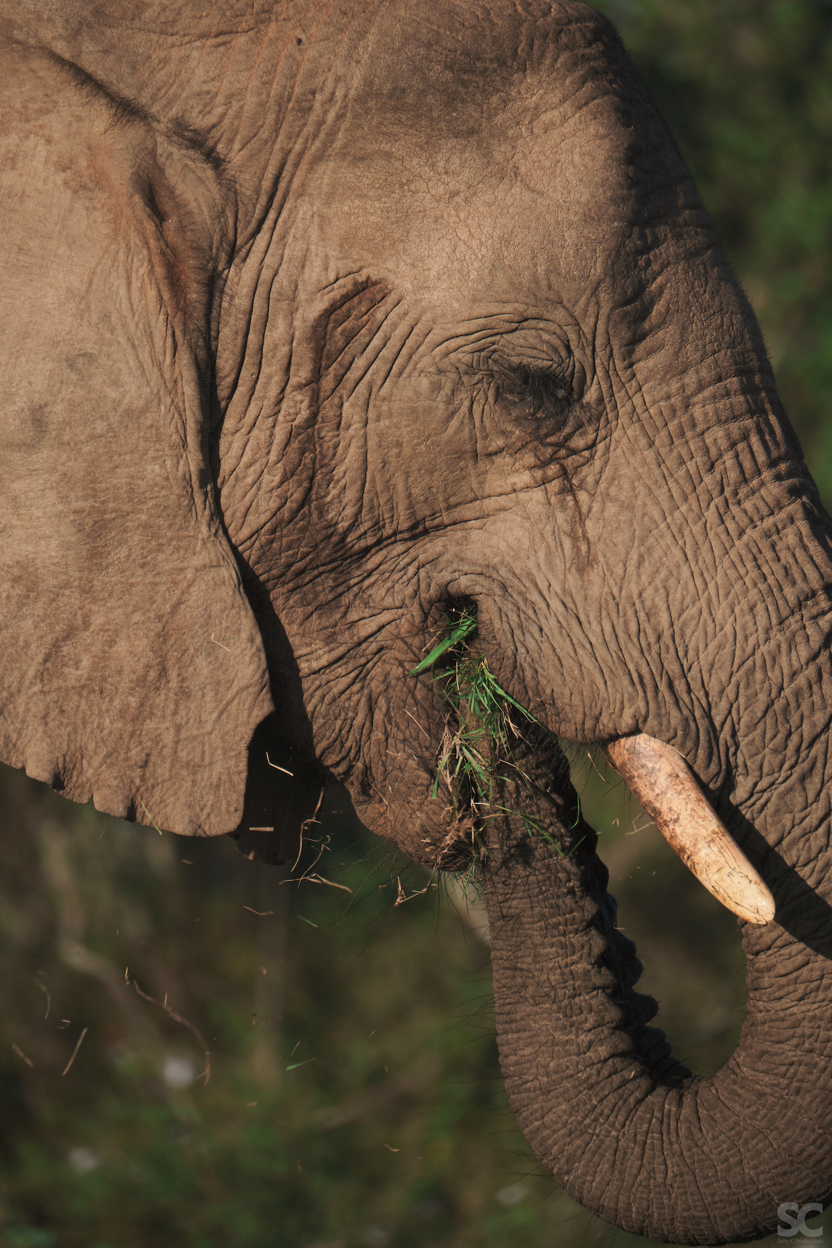South African Safari Holiday Elephant