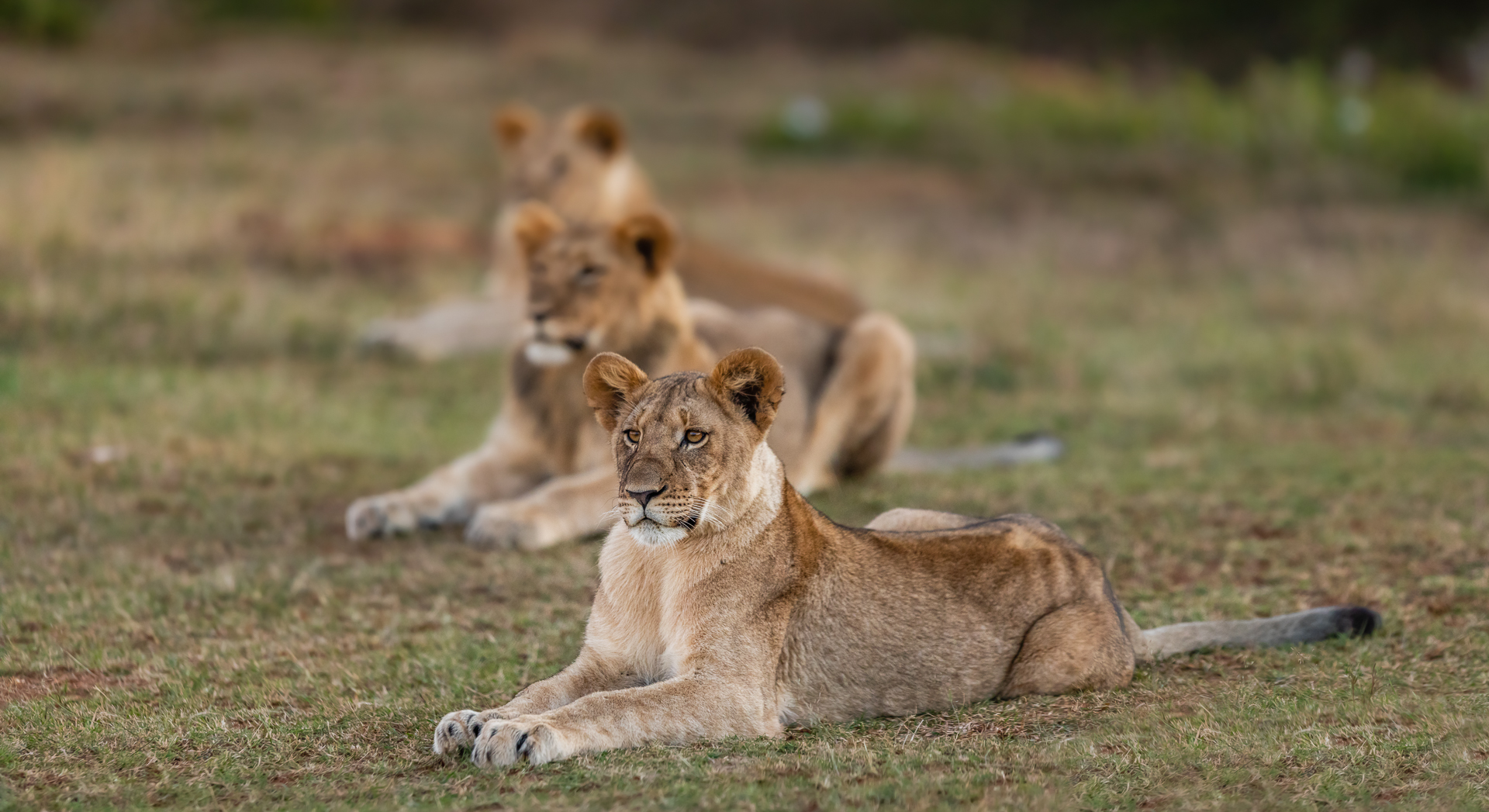 Kariega Lion Cubs One Year Old
