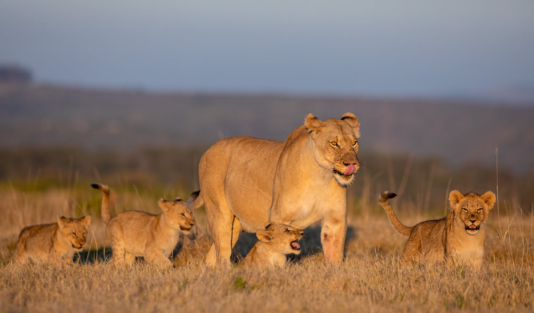 Kariega Lion Cubs Four Months Old