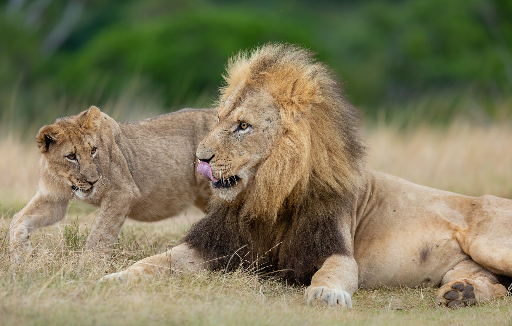 Kariega Lion Cubs