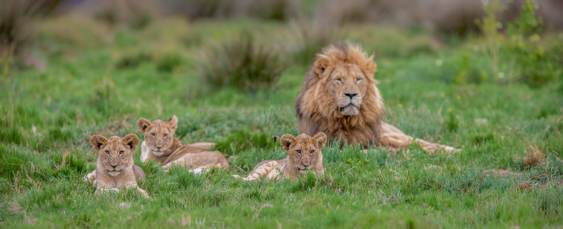 Kariega Lion Cubs