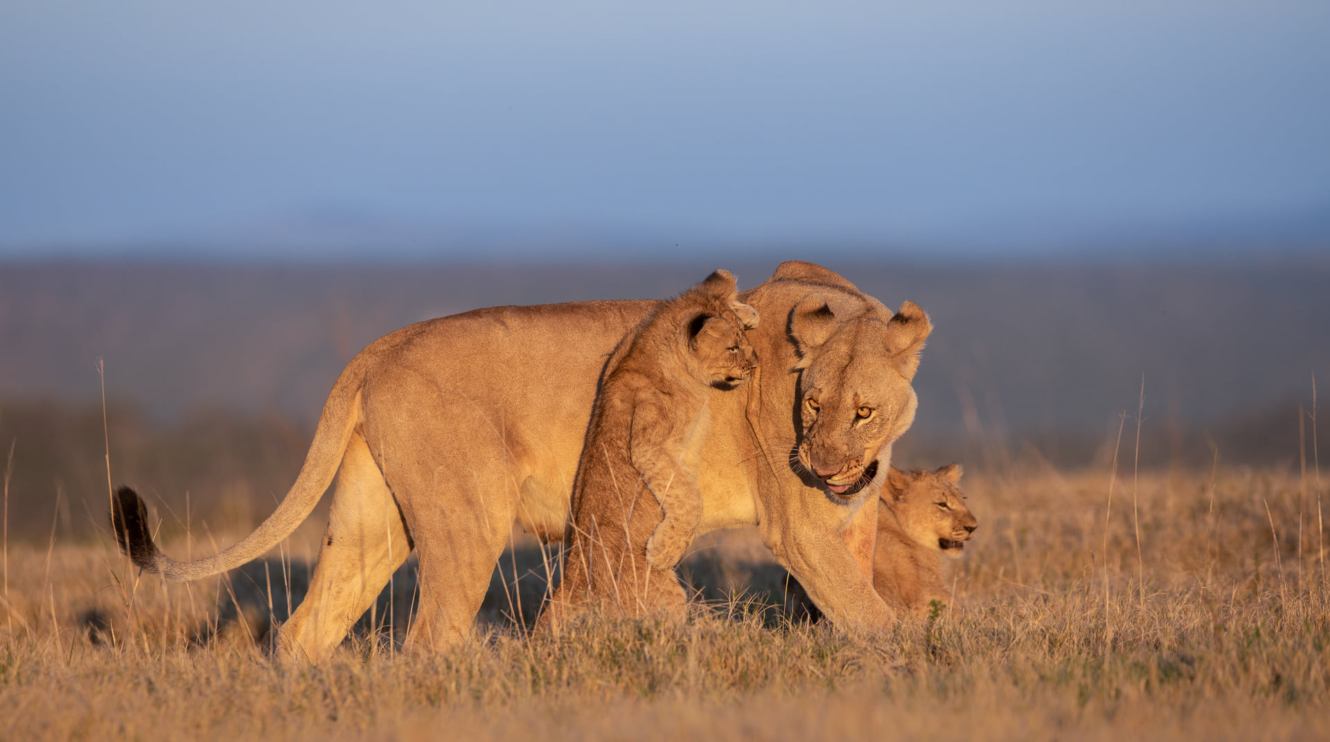 Kariega Lion Cubs