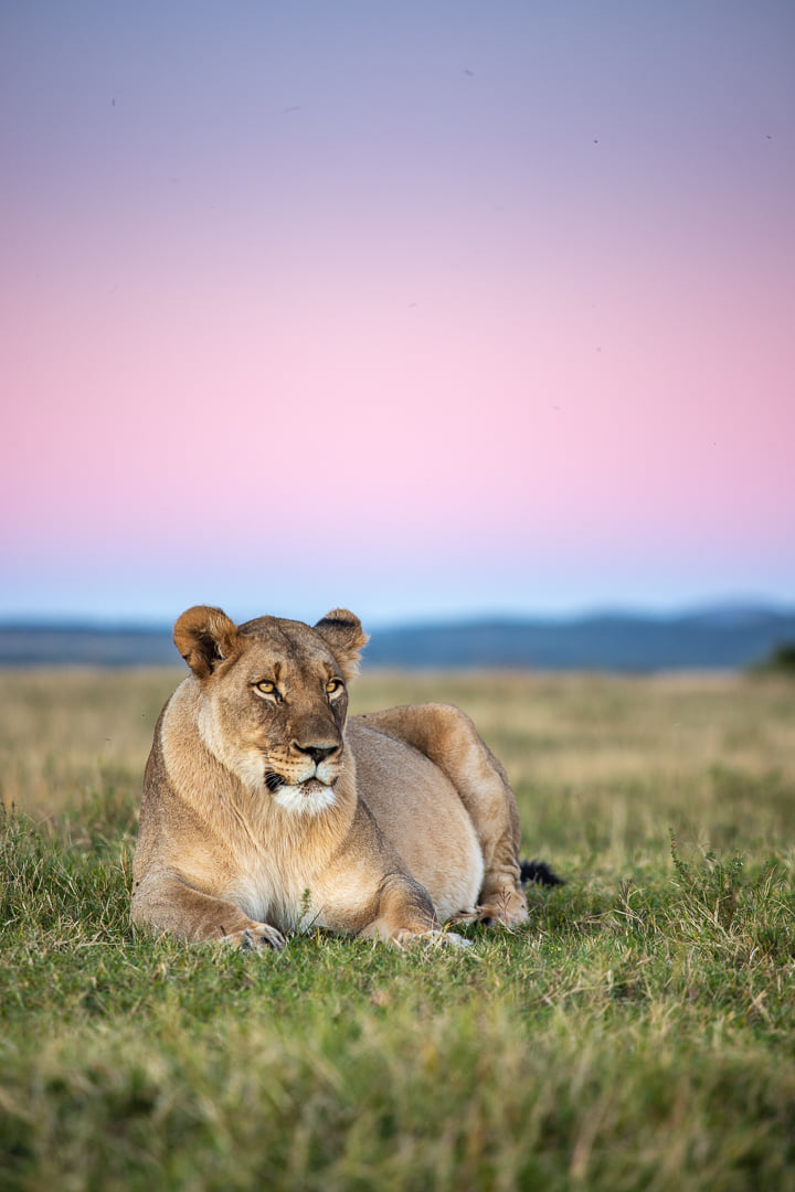 Kariega Lioness Thought to be Pregnant