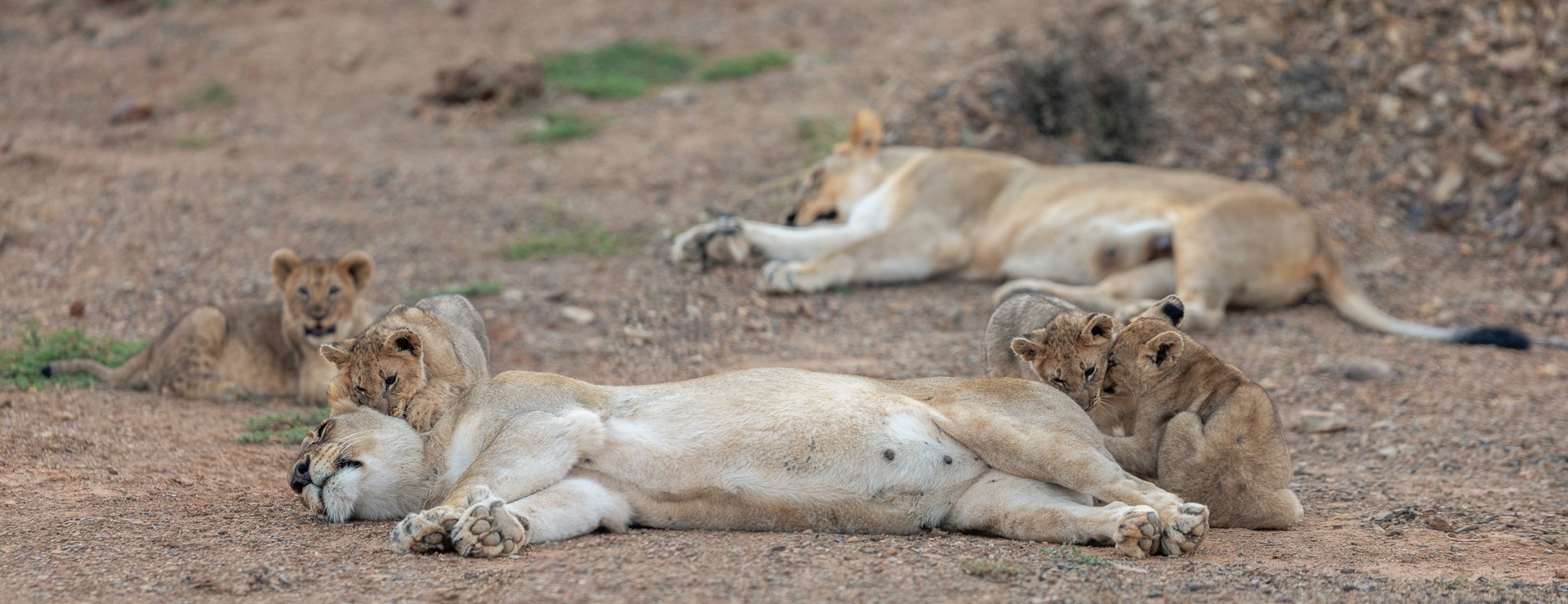 Kariega Lioness and Lion Cubs