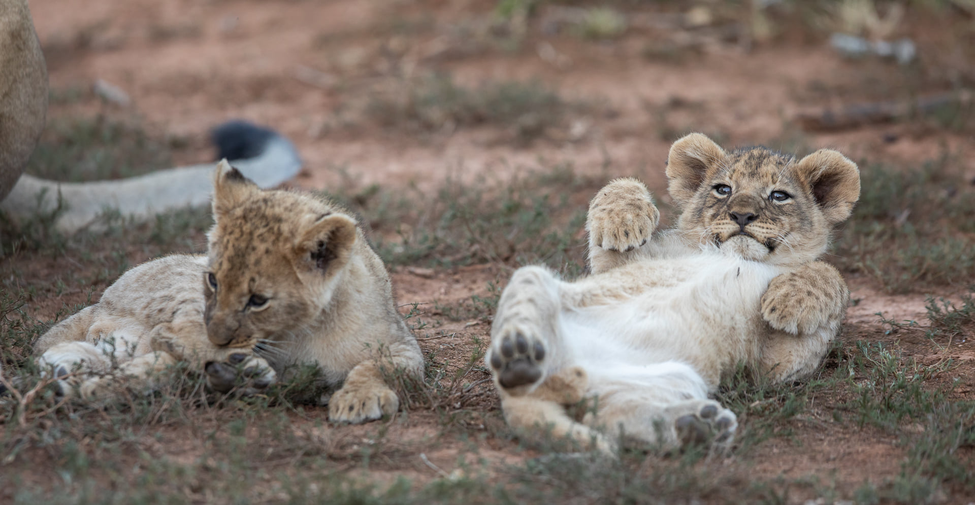 Kariega Lion Cubs