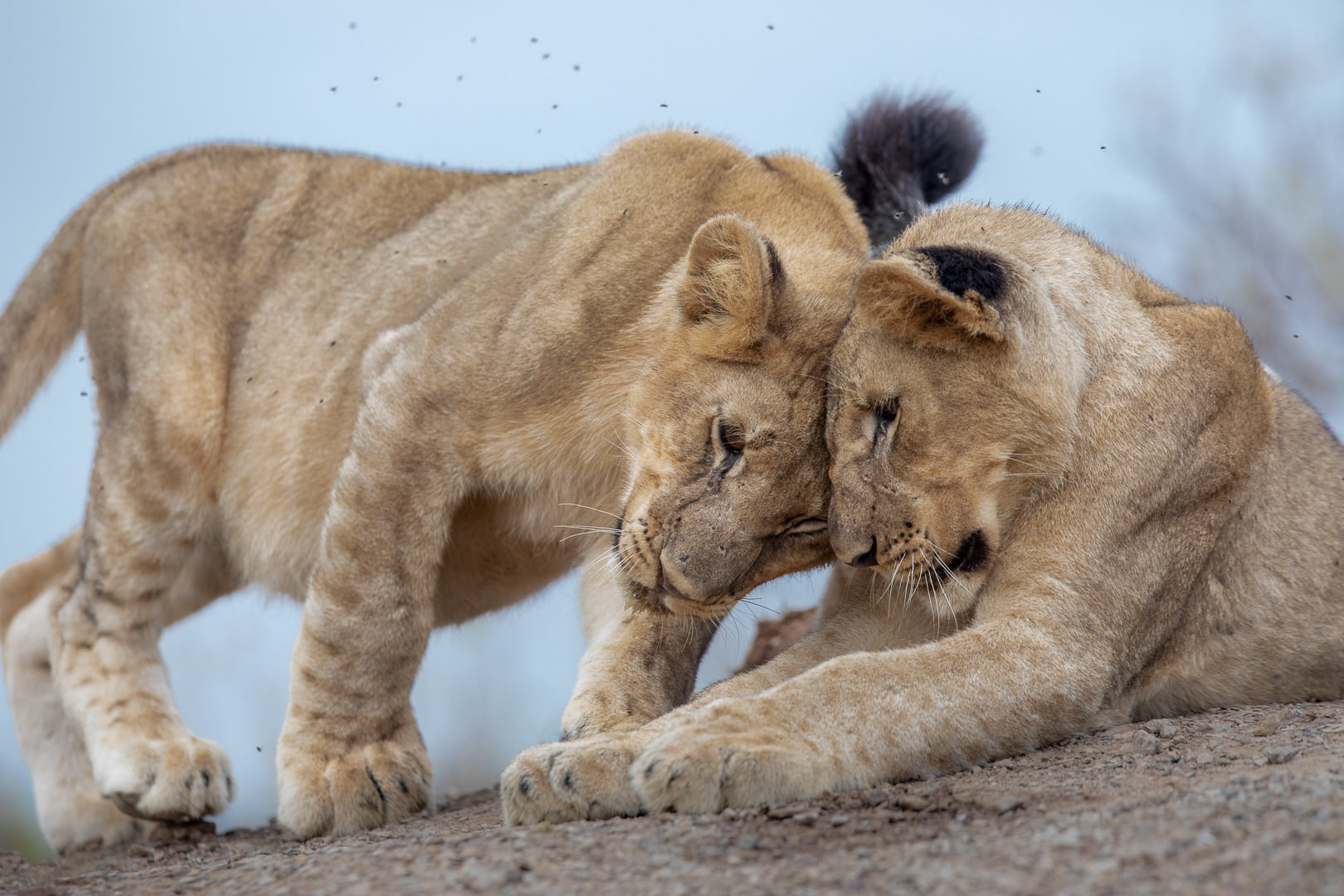 Kariega Lion Cubs