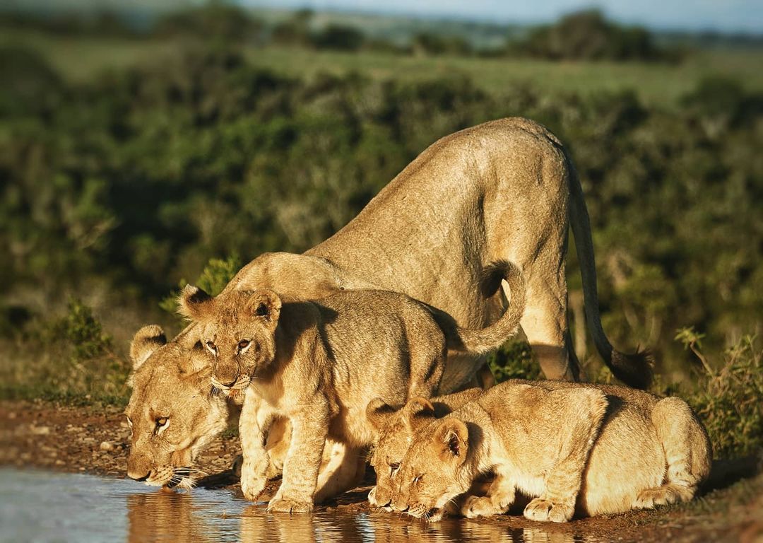 Kariega Lioness and Lion Cubs