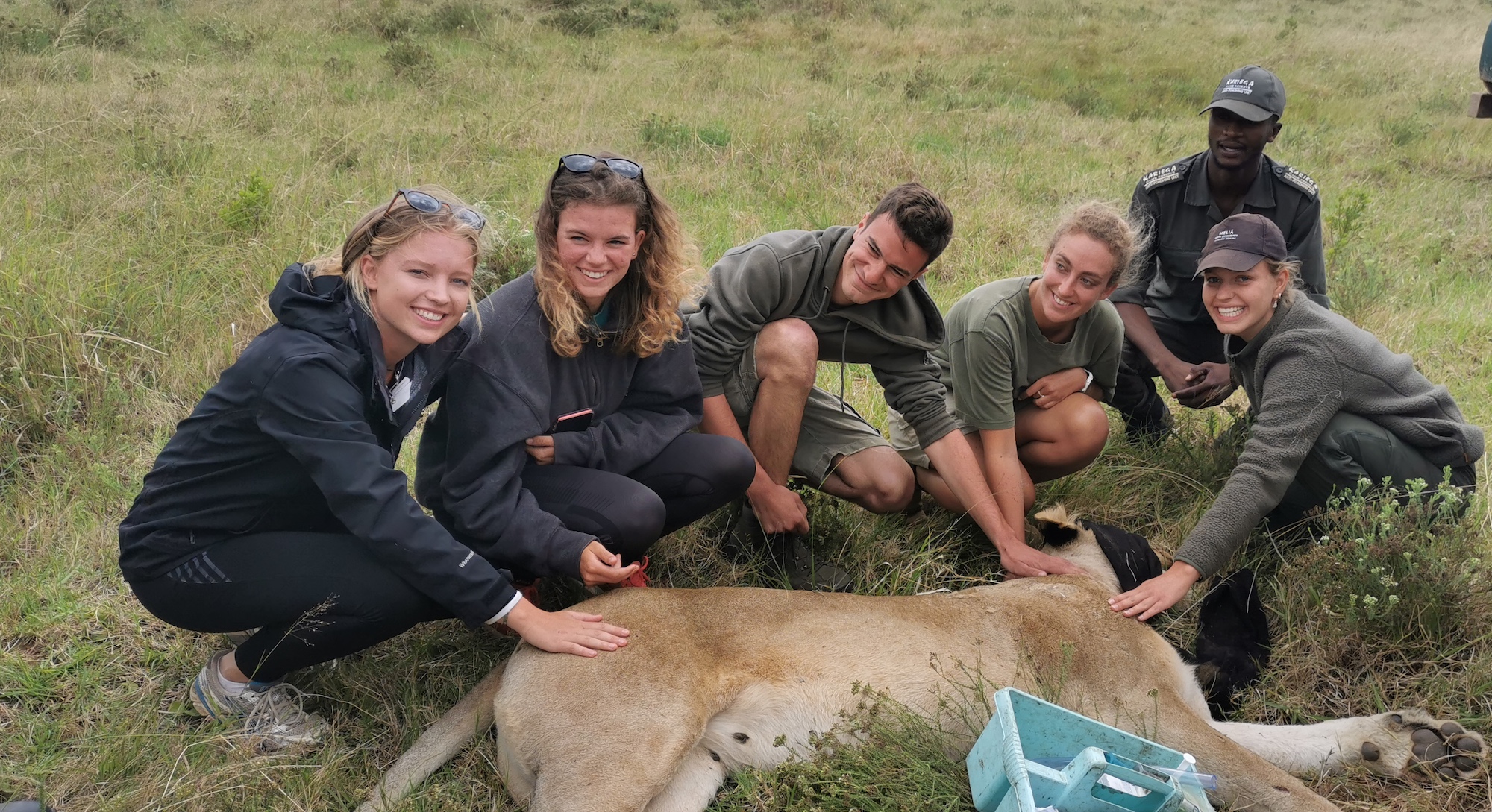 Kariega Conservation Volunteers Lioness