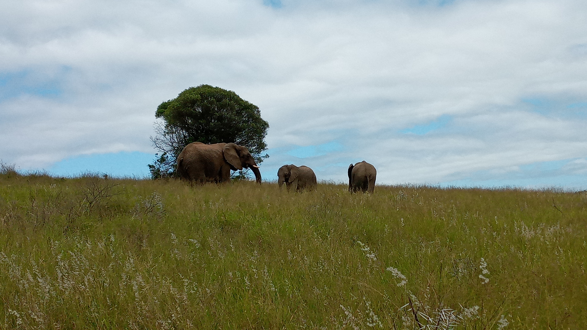 Conserving Wildlife African Elephants