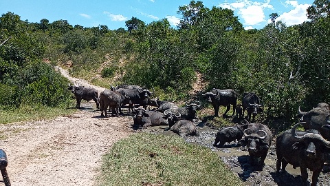 Conserving African Wildlife Buffalo Wallow
