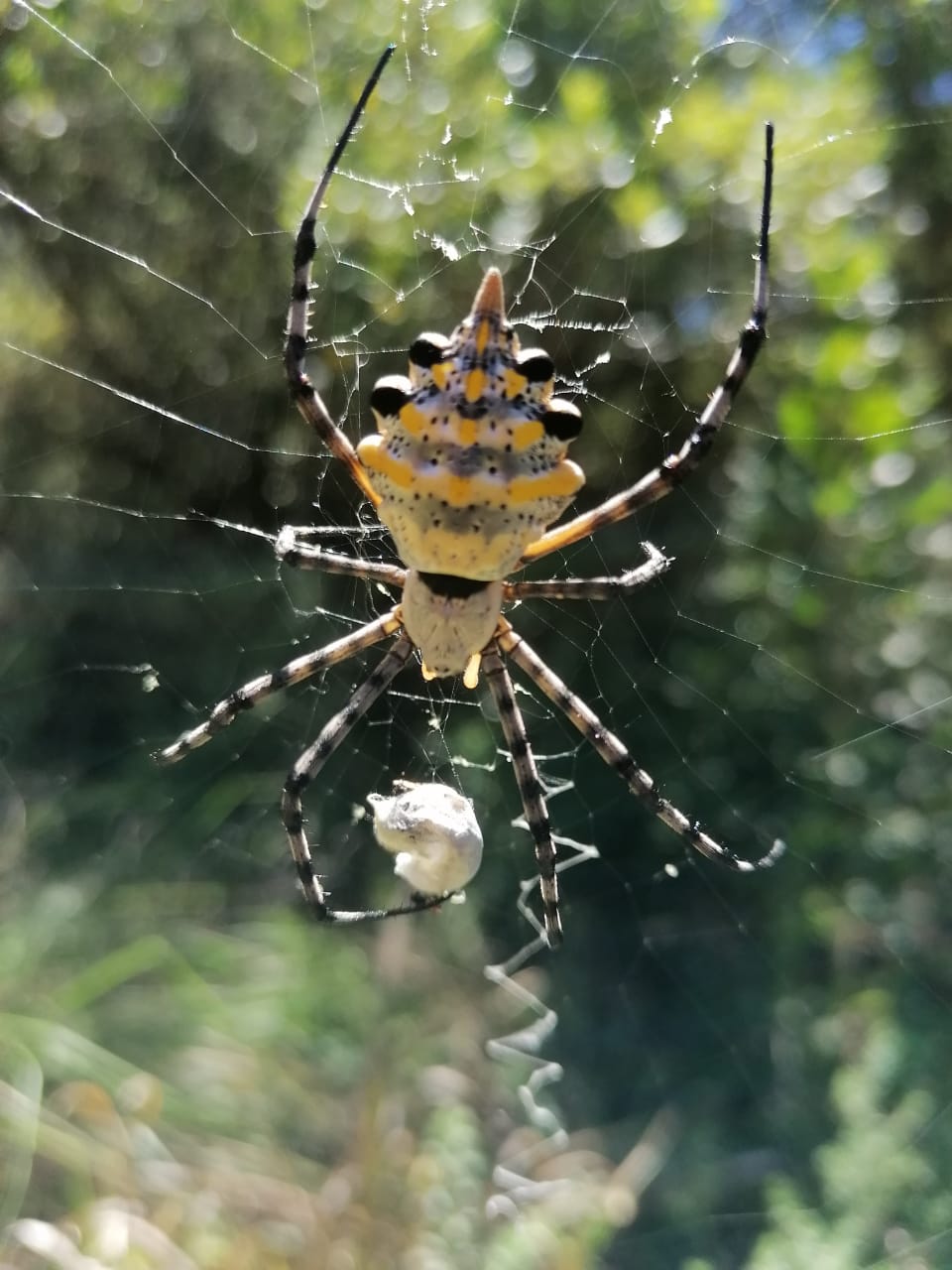 Garden Orb Spider