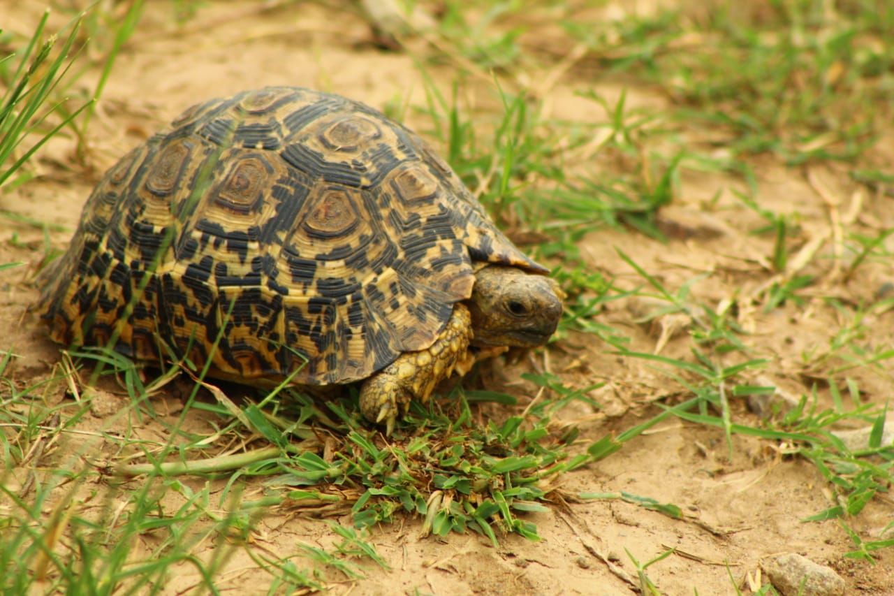 Leopard Tortoise Kariega Game Reserve