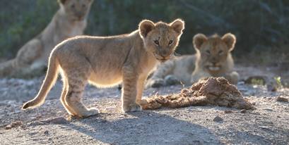 2021 Facebook Wildlife Photo Competition Finalist