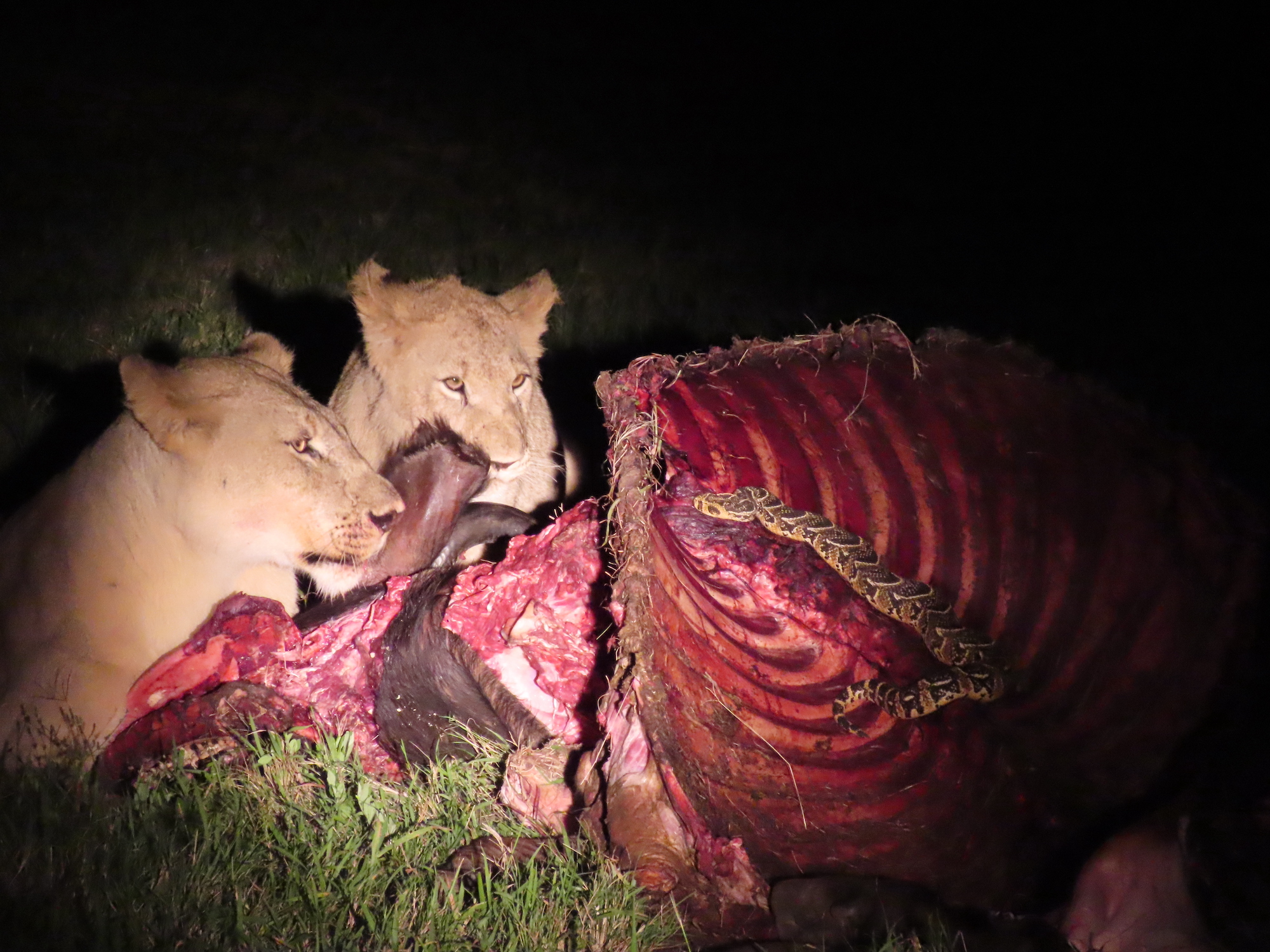 Lion and Puffadder 2021 Facebook Wildlife Photo Competition Finalist