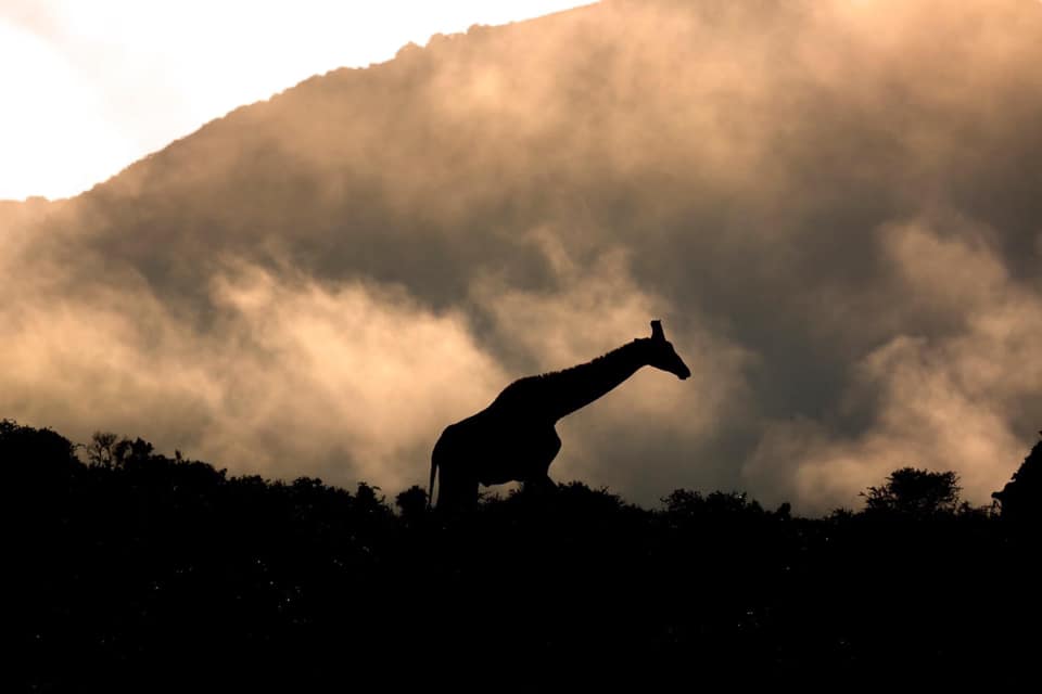 Kariega 2021 Photo Competition Audience Favourite Giraffe in the mist by Fabio Franciosa