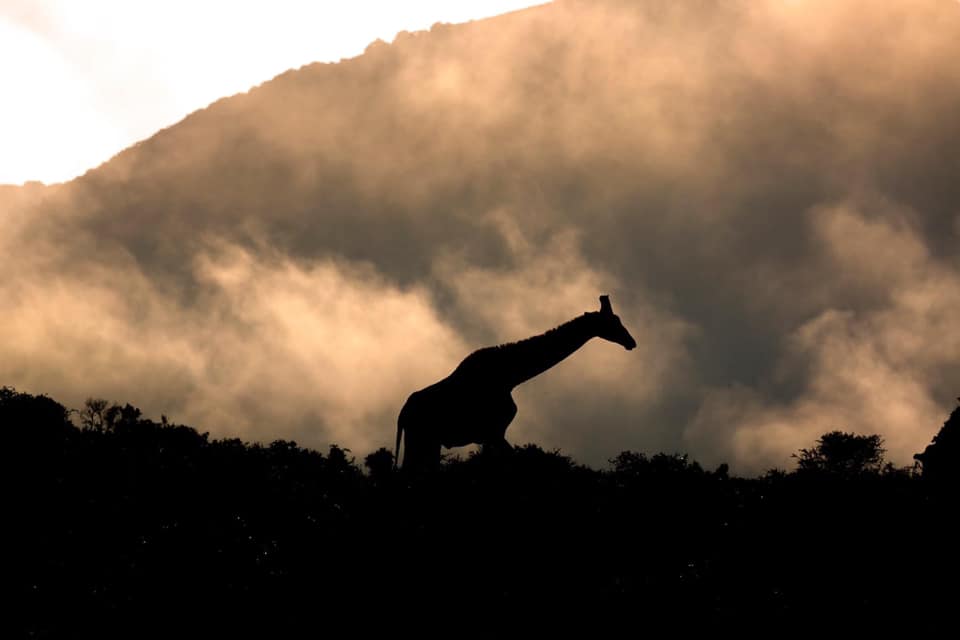 Giraffe 2021 Facebook Wildlife Photo Competition Finalist