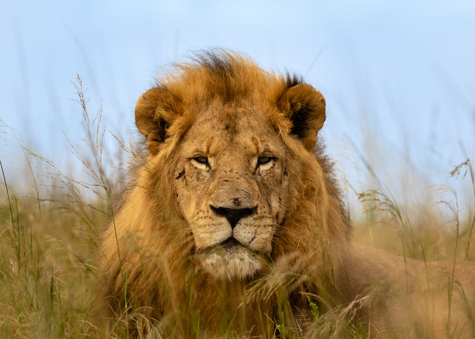 Lion 2021 Facebook Wildlife Photo Competition Finalist
