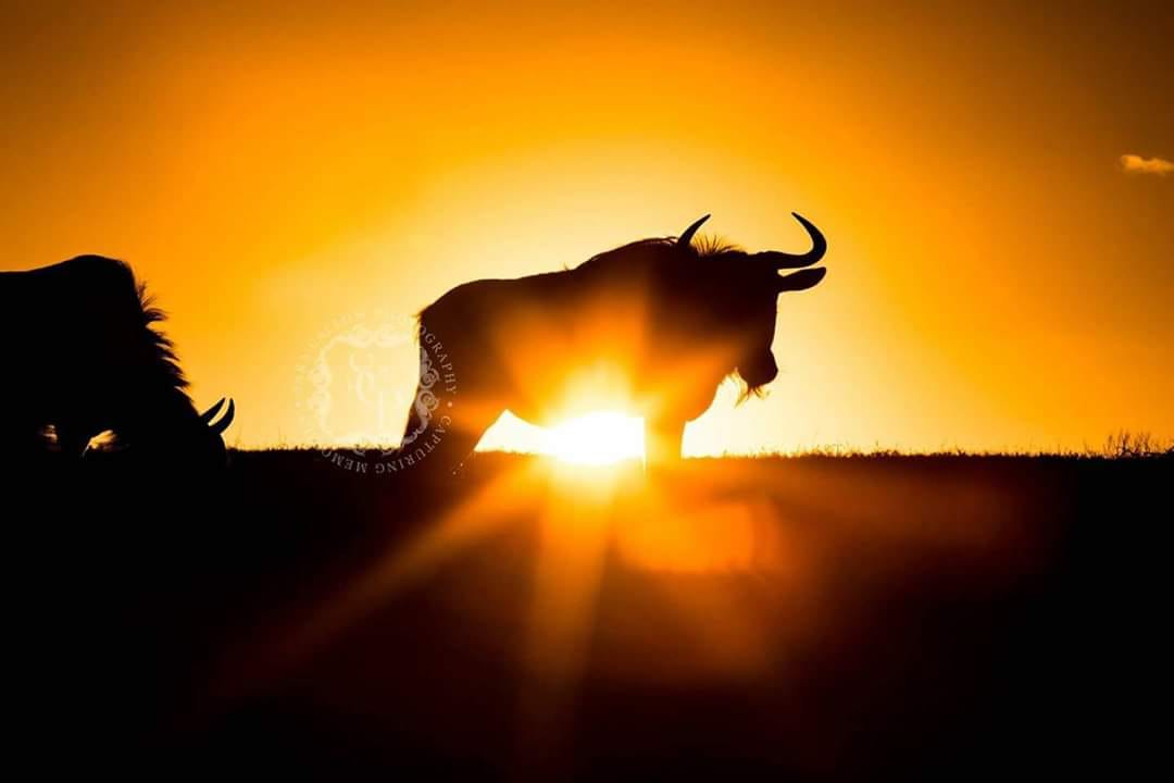 Wildebeest 2021 Facebook Wildlife Photo Competition Finalist