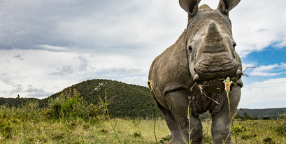 Rhino Siya Kariega Daniel Haeslich