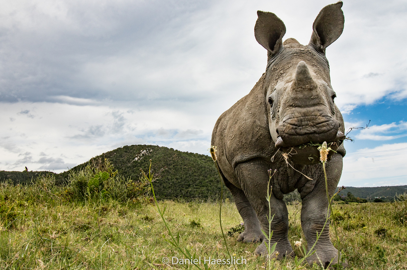 Rhino Siya Kariega Daniel Haeslich