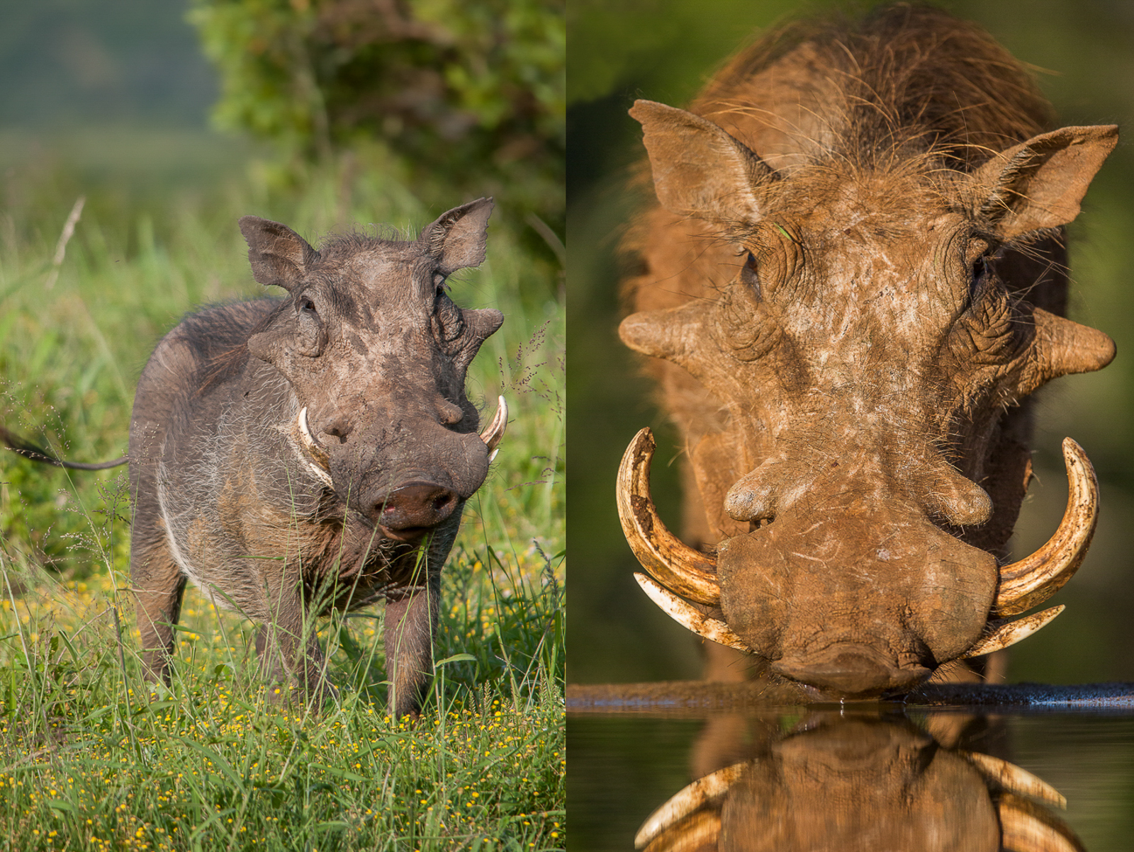 Features of Pumbaa the Warthog at Kariega Game Reserve