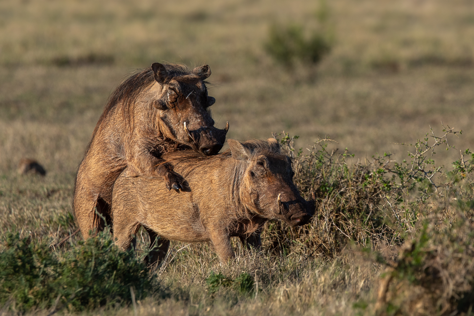 Mating Warthogs at Kariega Game Reserve