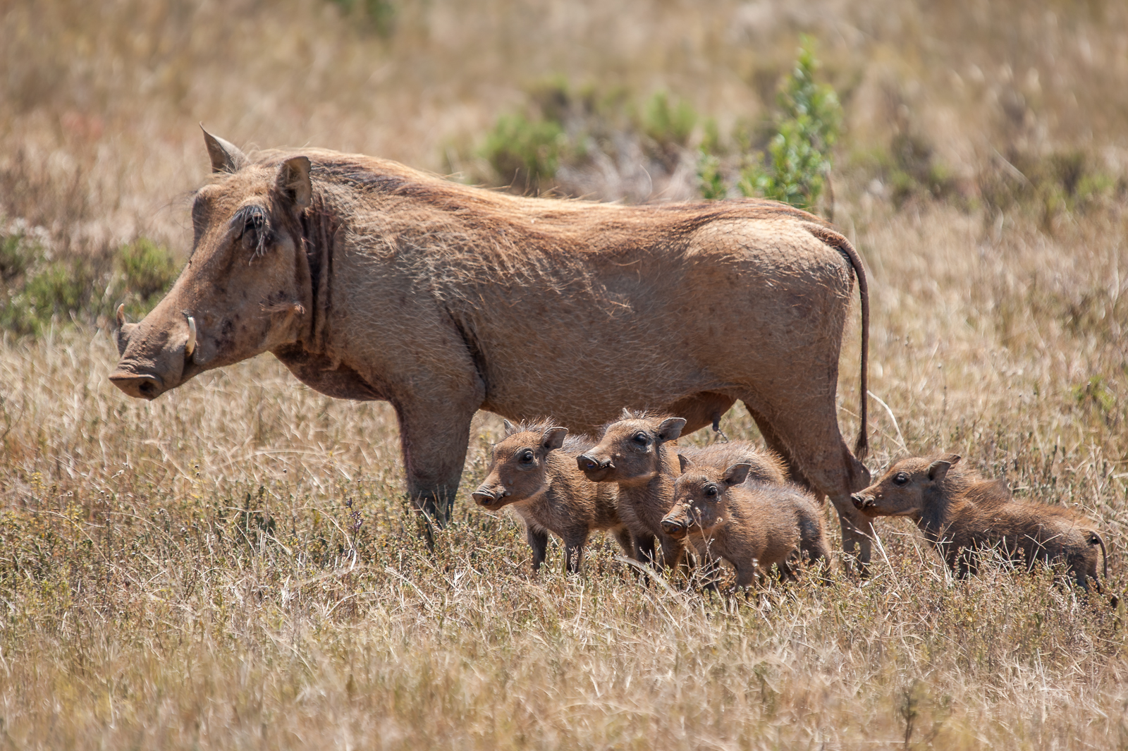 Warthog piglets at Kariega Game Reserve