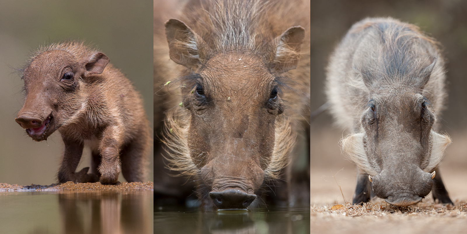 Warthog whiskers