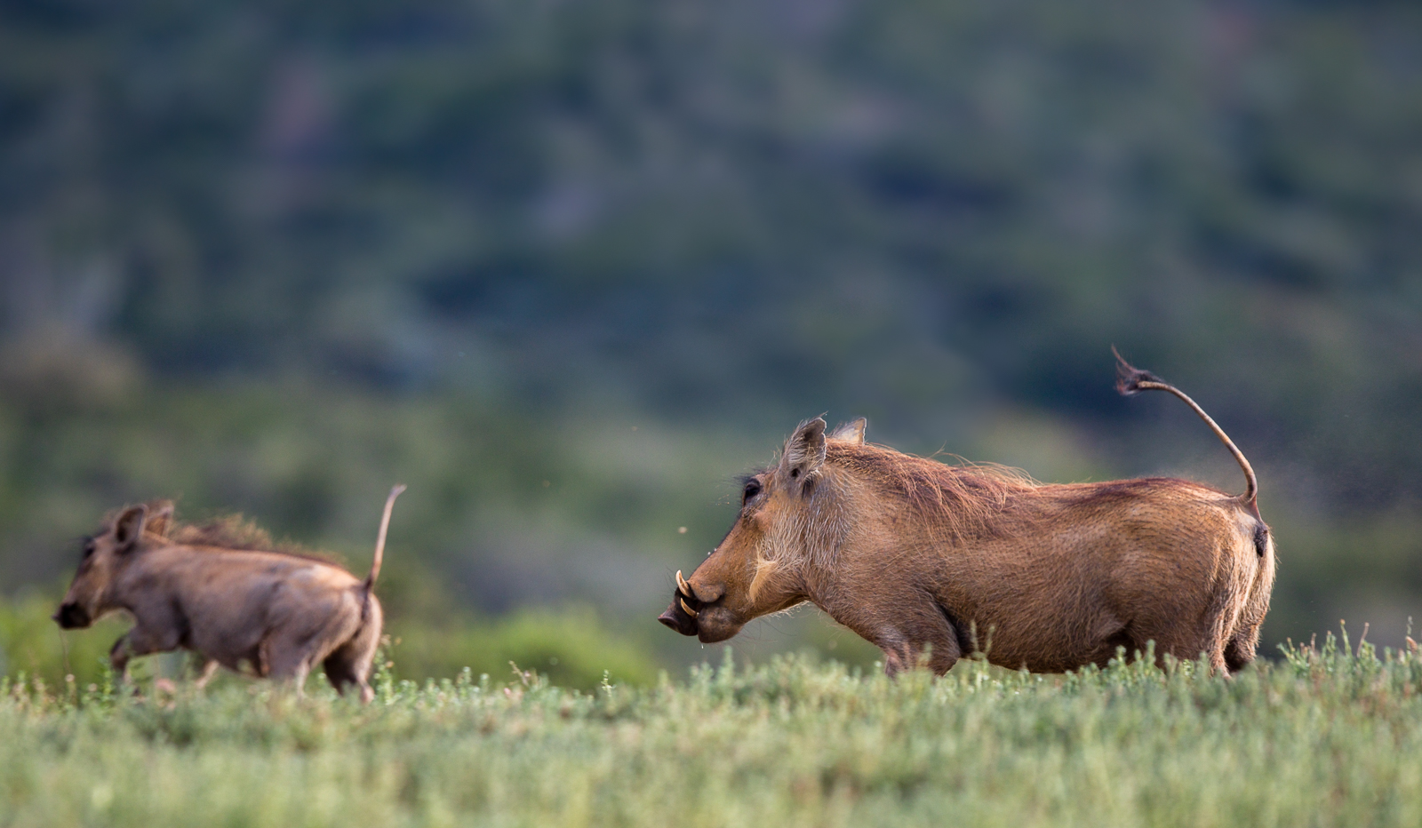 Warthog Tail at Kariega Game Reserve