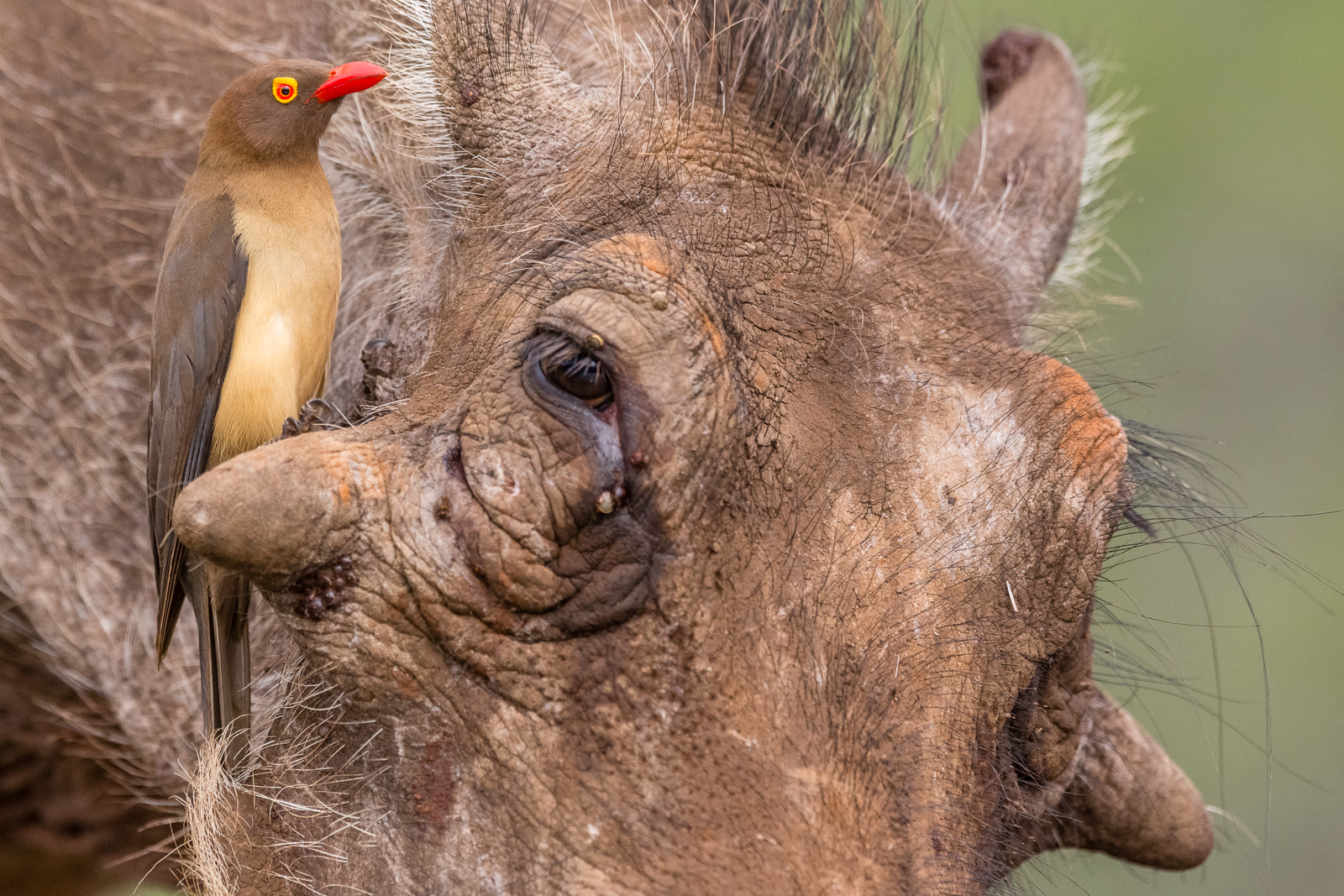 Warthog with red billed oxpecker