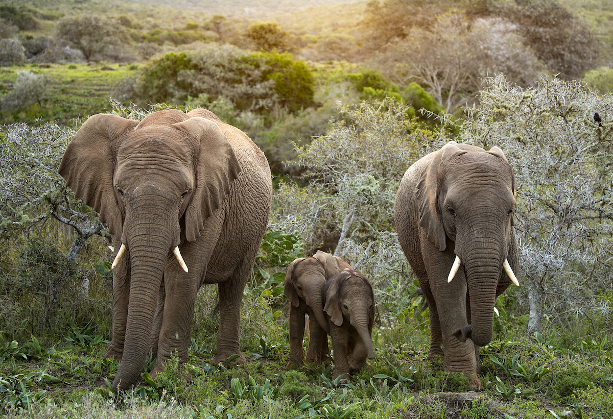 Kariega Elephant Family by guest  Fabio Franciosa