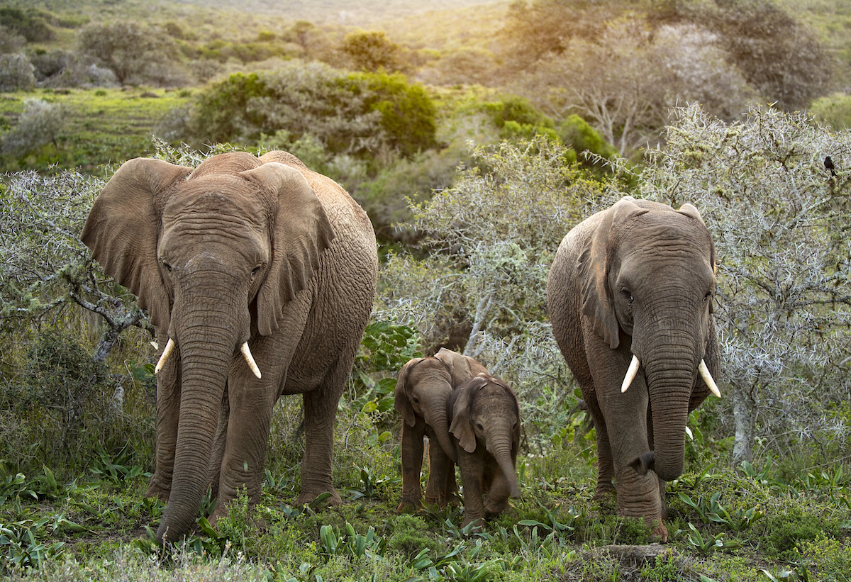 Elephant at Kariega by Photo Competition Audience Favourite winner Fabio Franciosa