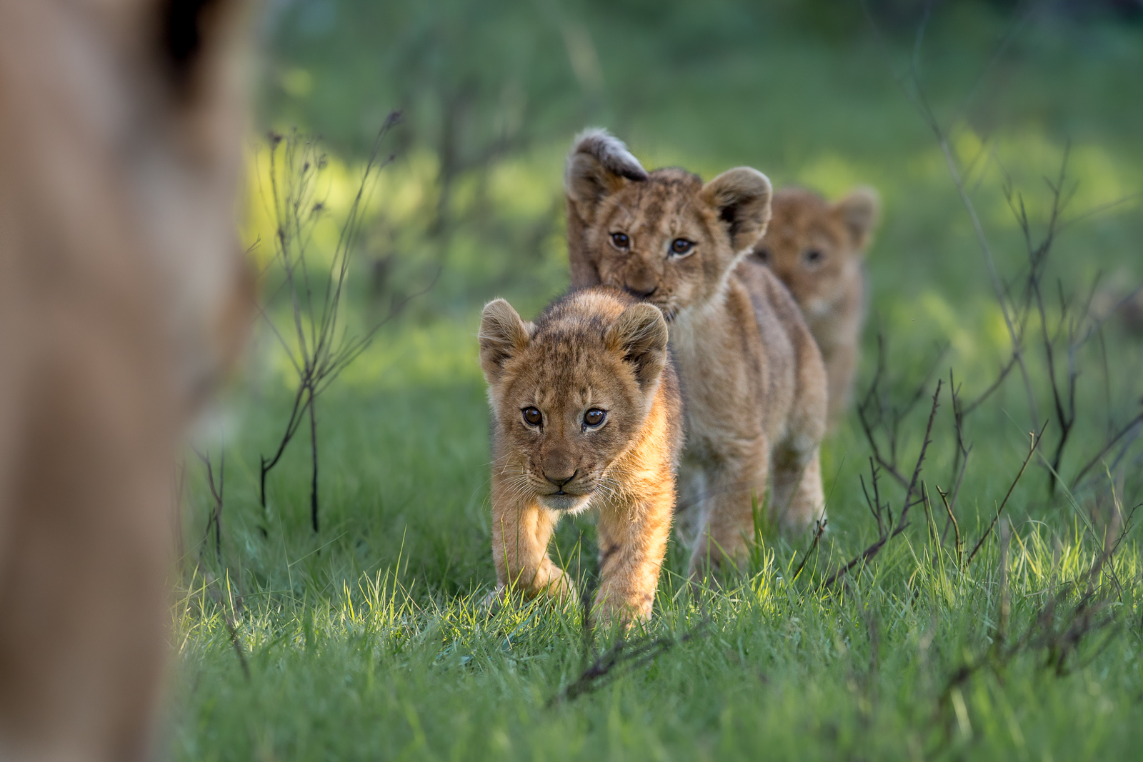 First recorded sighting of Kariega dominant male lion May 2013