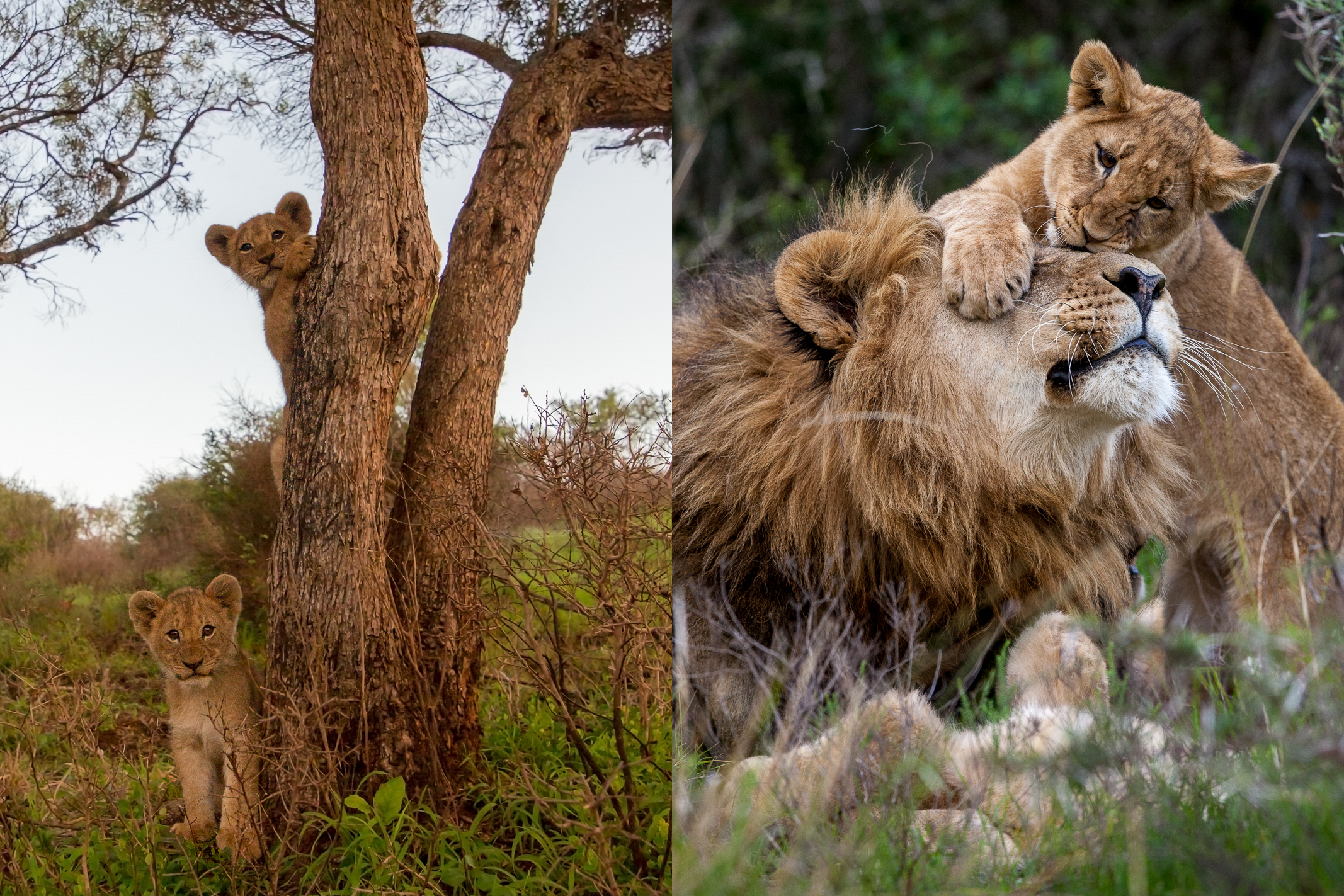 Male lion cub climbing tree at Kariega Game Reserve