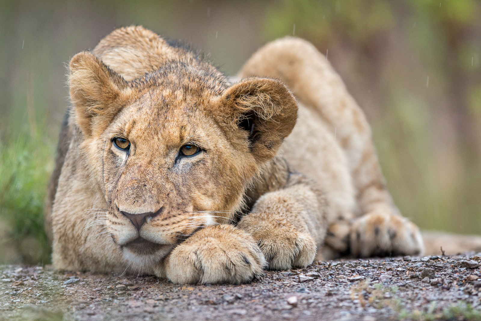 Kariega majestic male lion enduring the rain