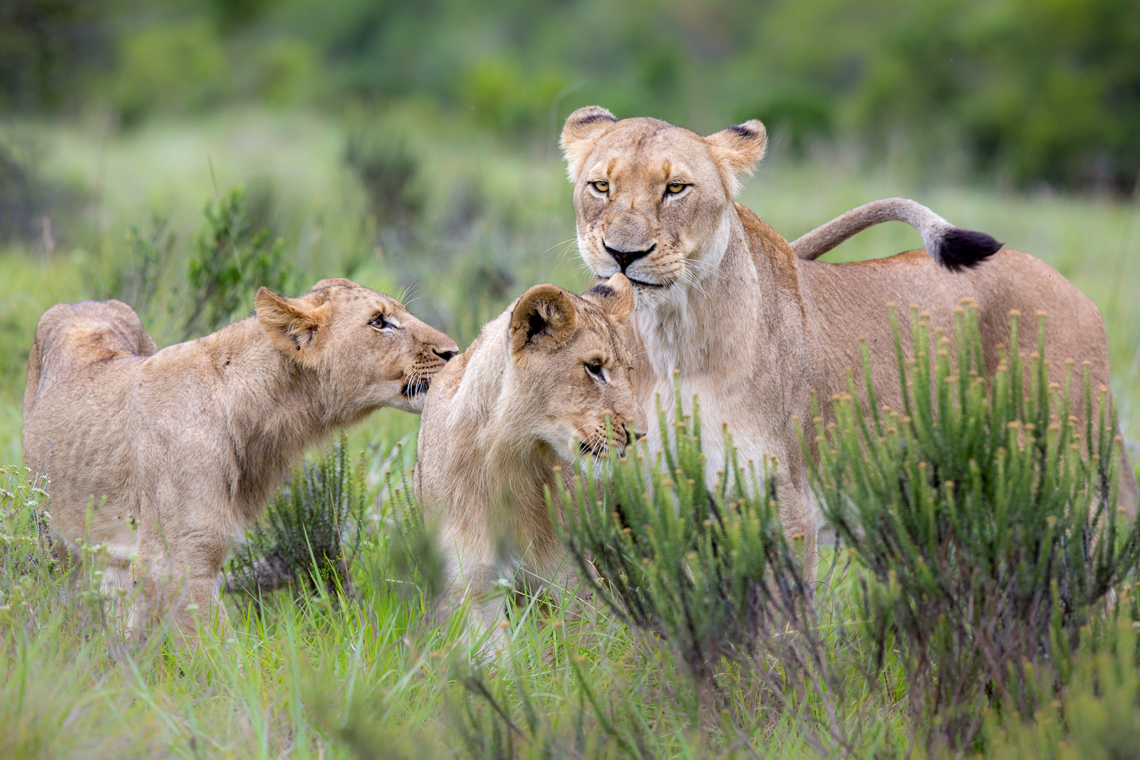 Kariega majestic male lion losing condition after being weaned