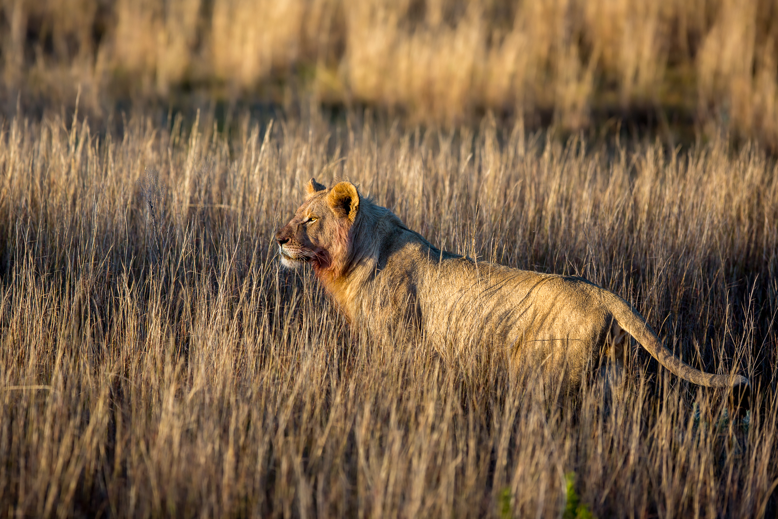 Majestic male lion after a successful hunt at Kariega Game Reserve