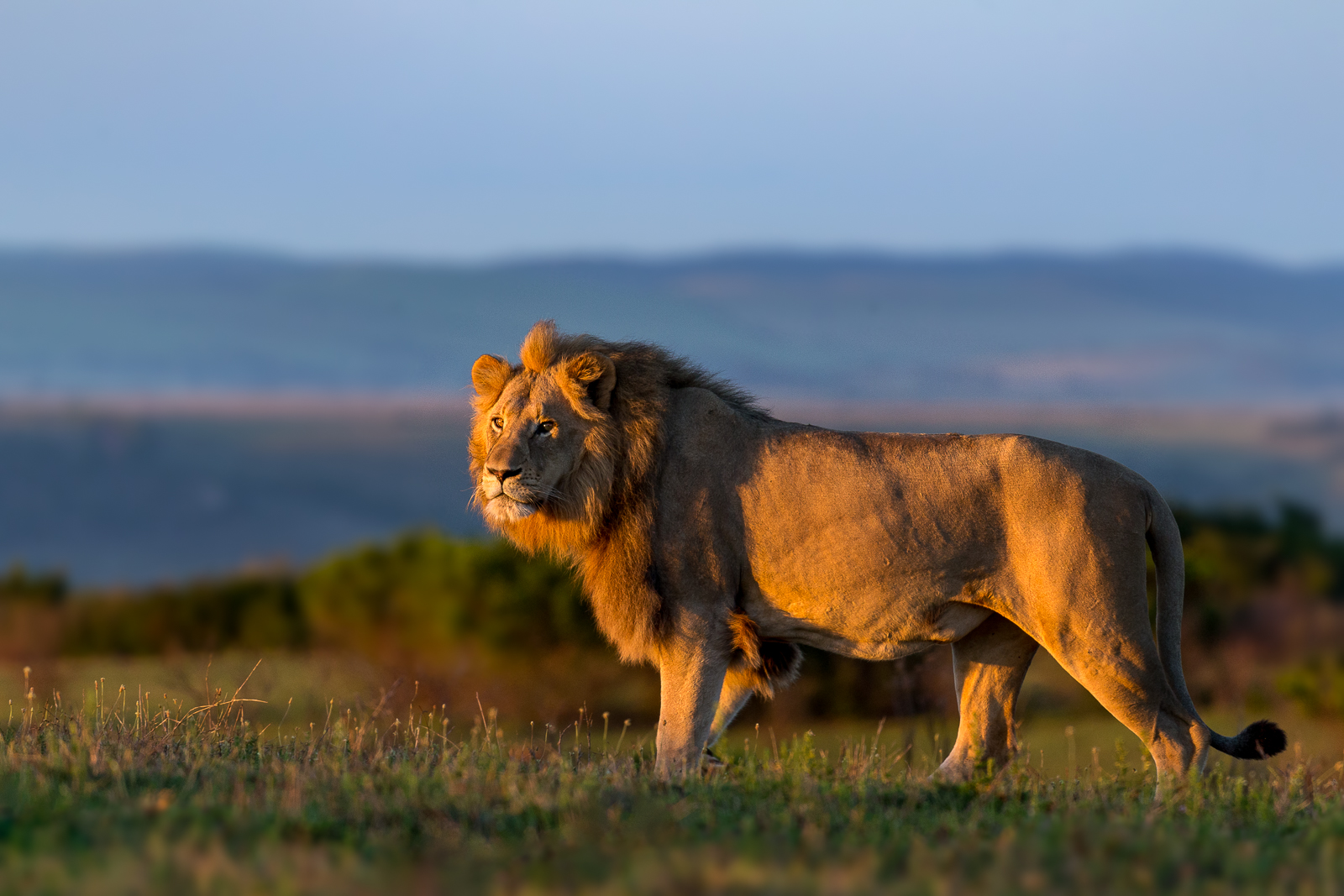 Male lion asserting dominance at Kariega Game Reserve